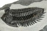Top Quality Coltraneia Trilobite Fossil - Huge Faceted Eyes #328568-1